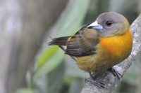 Ramphocelus costaricensis